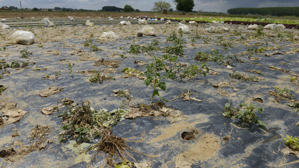 La mayoría de las plantas han quedado destrozadas por el pedrisco de la tormenta del pasado. | MAURICIO PEÑA La mayoría de las plantas han quedado destrozadas por el pedrisco de la tormenta del pasado. | MAURICIO PEÑA