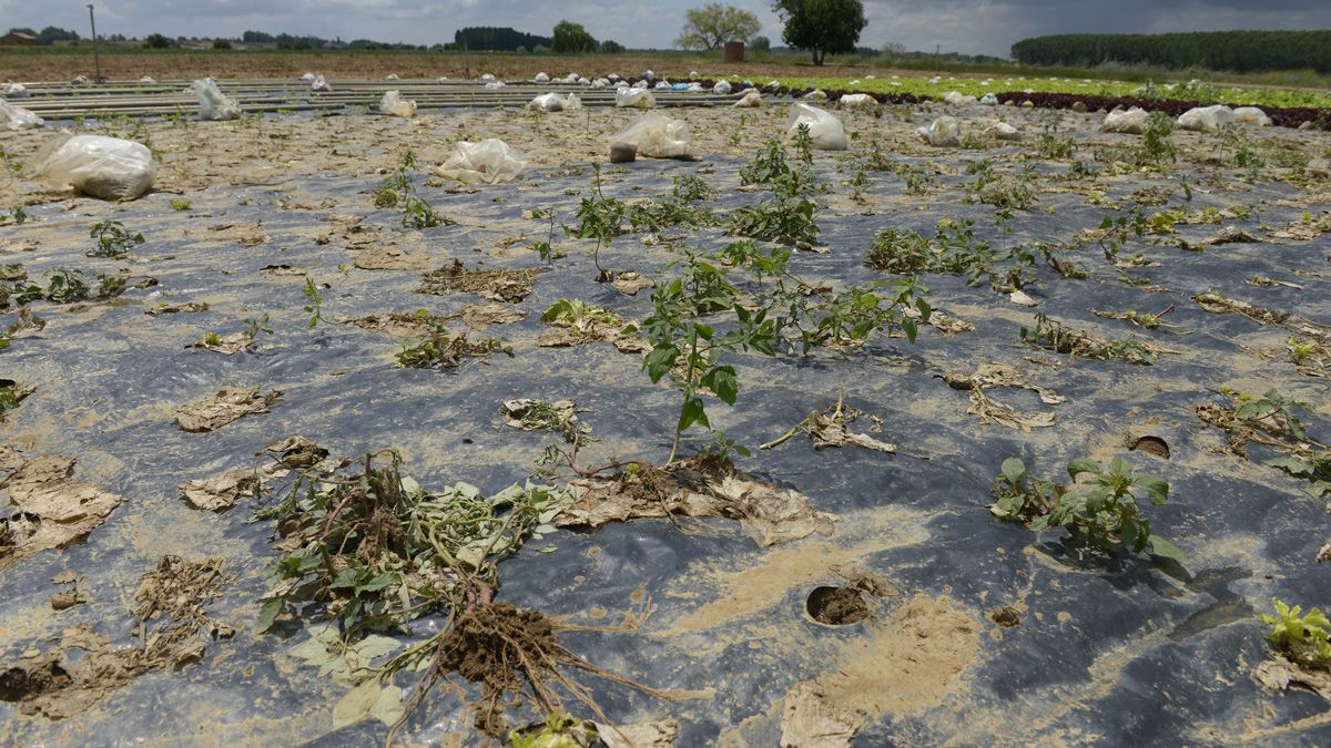 La mayoría de las plantas han quedado destrozadas por el pedrisco de la tormenta del pasado. | MAURICIO PEÑA