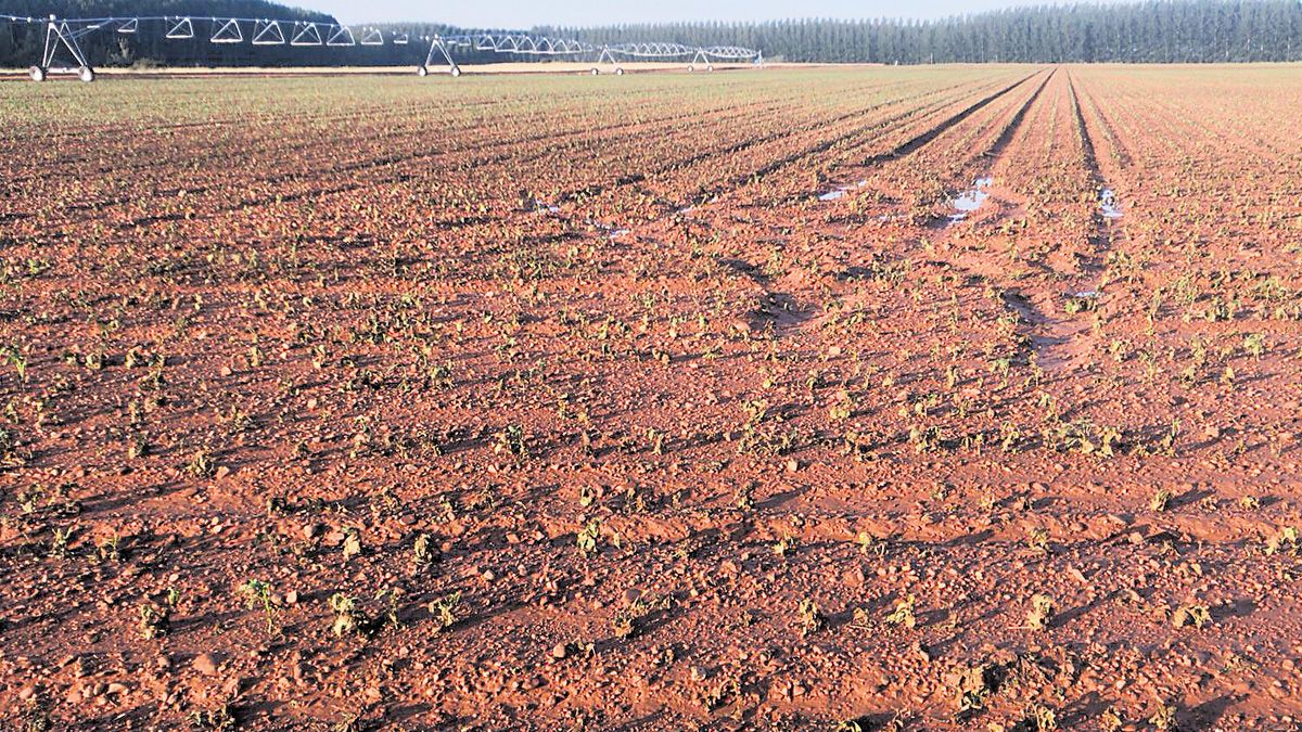 En este campo arrasado había sembradas alubias, cultivo que incluso algunos agricultores habían ya resembrado hasta tres veces. | L.N.C. En este campo arrasado había sembradas alubias, cultivo que incluso algunos agricultores habían ya resembrado hasta tres veces. | L.N.C.