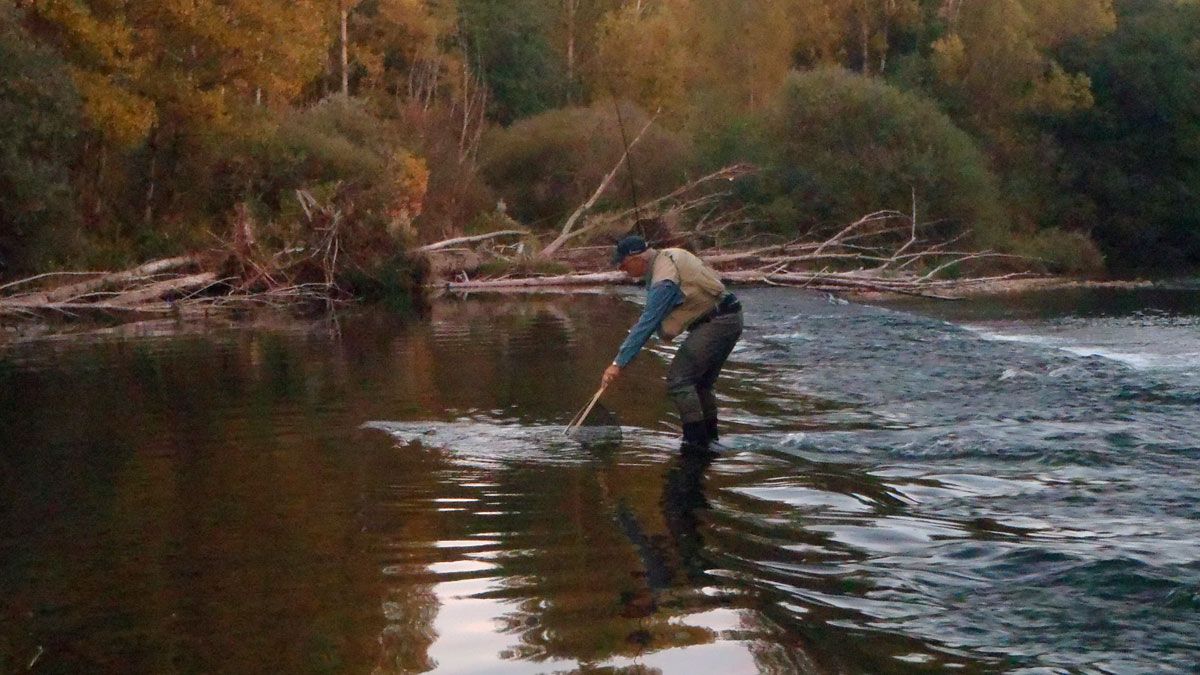 Un pescador se cobra una presa al atardecer en el río Porma. | R.P.N.