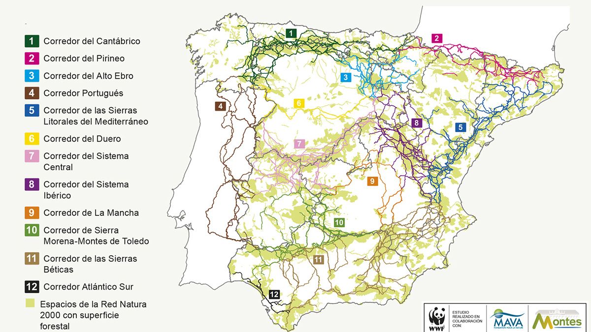 Mapa de la red estratégica de corredores ecológicos propuestos por la organización. |WWF