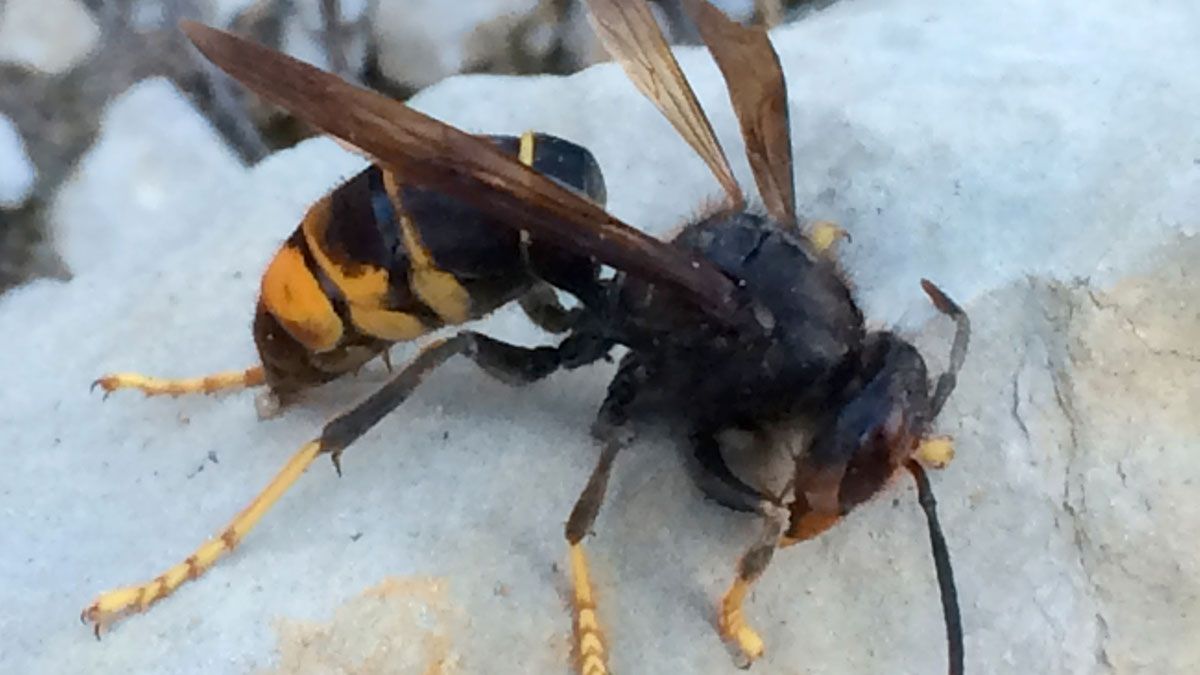 La avispa asiática es una especie muy nociva para la especie propia. | ICAL