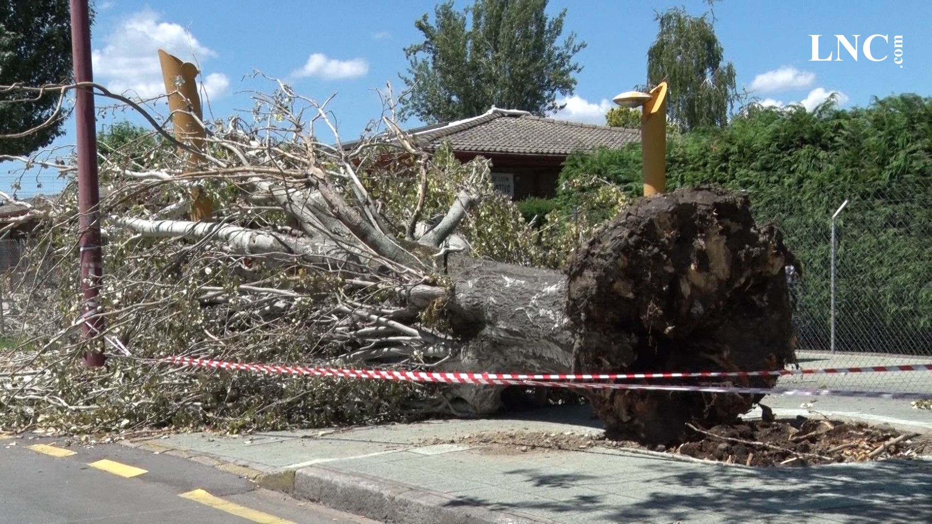 frame-25arbol.jpg frame-25arbol.jpg