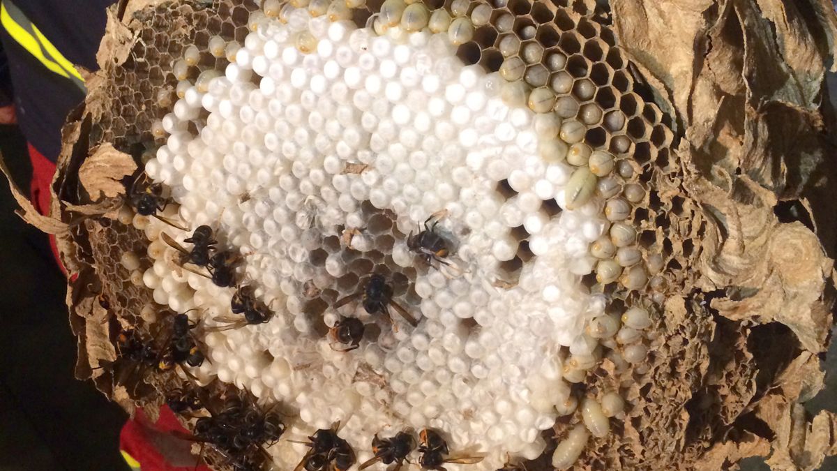 La avispa asiática se localizó en Burgos hace unos años. | ICAL