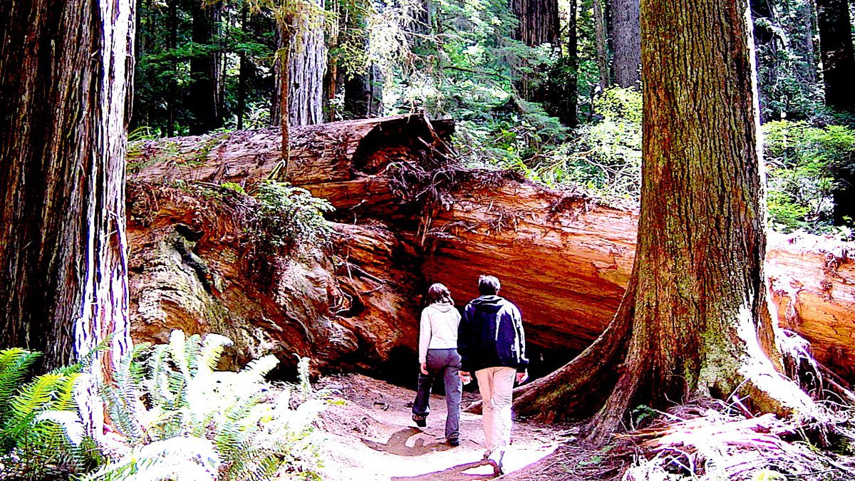 Los árboles caídos dan una idea del tamaño y la edad.