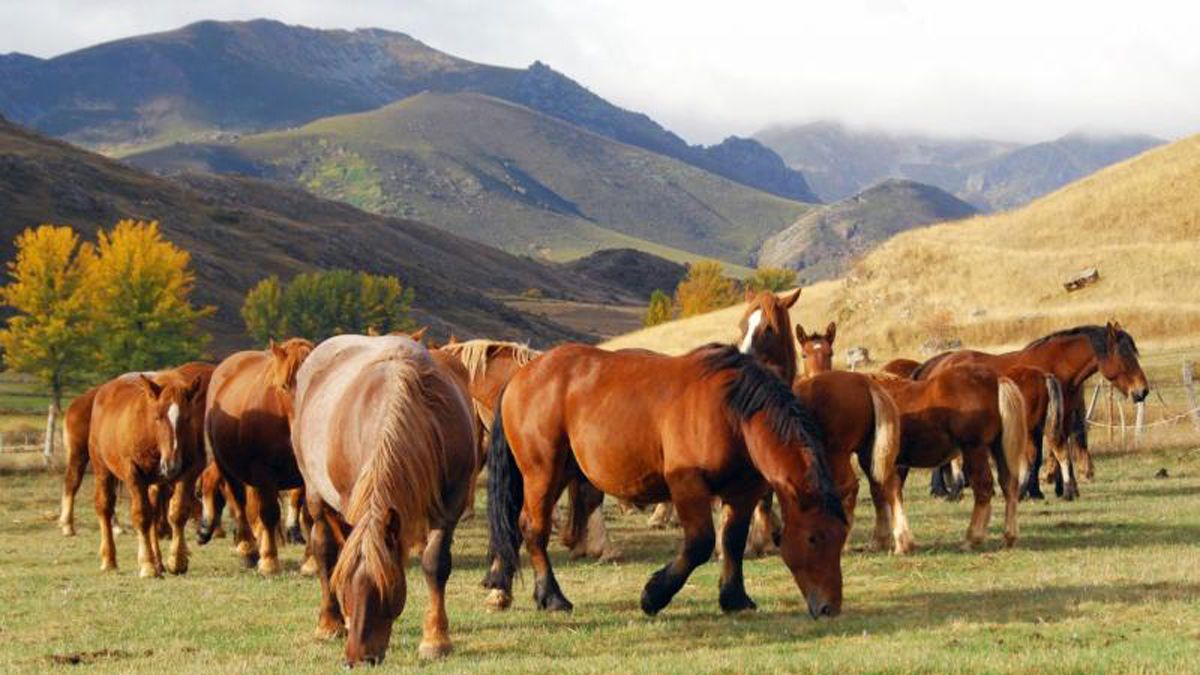 Los festejos incluyen ruta caballista o carrera de cintas. | CUATRO VALLES