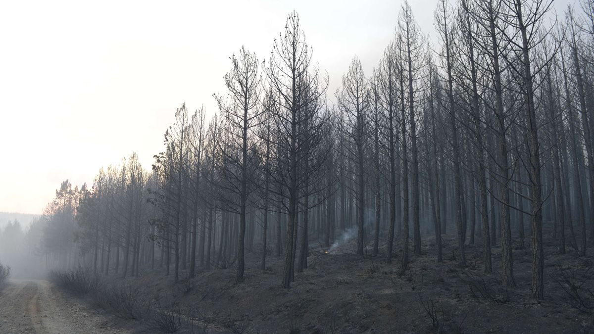 Imagen de un incendio forestal en el pantano de Villameca, en León. | MAURICIO PEÑA
