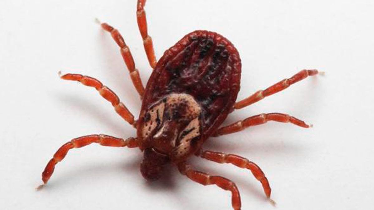 El varón de 74 años falleció durante la madrugada del miércoles, 8 de agosto, en el Complejo Asistencial de Ávila | L.N.C.