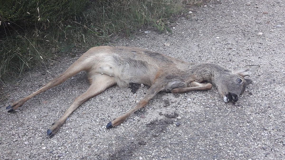El animal que ha aparecido muerto en la carretera entre Getino y Almuzara. | L.N.C.