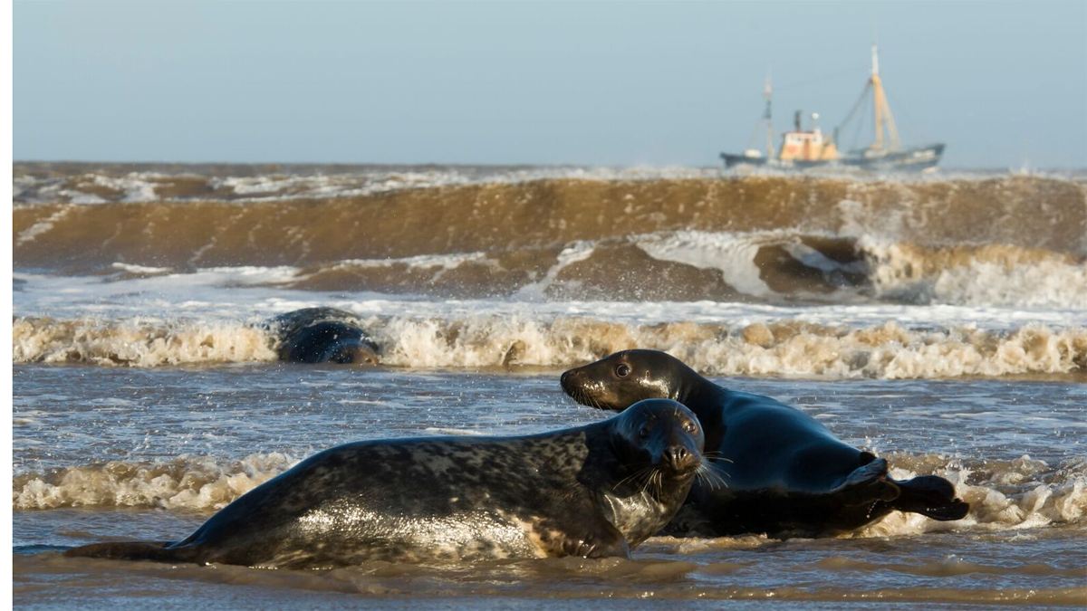 Dos ejemplares de foca gris que habitan en la reserva de Doona Nook. |JAVIER VALLADARES