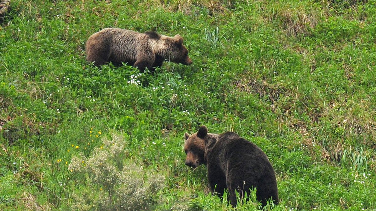 Avistamiento de dos ejemplares de oso pardo. | FUNDACIÓN OSO PARDO