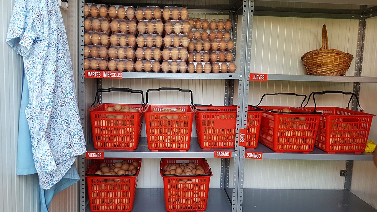 En la Granja La Corona cada gallina produce una media anual de 340 huevos.