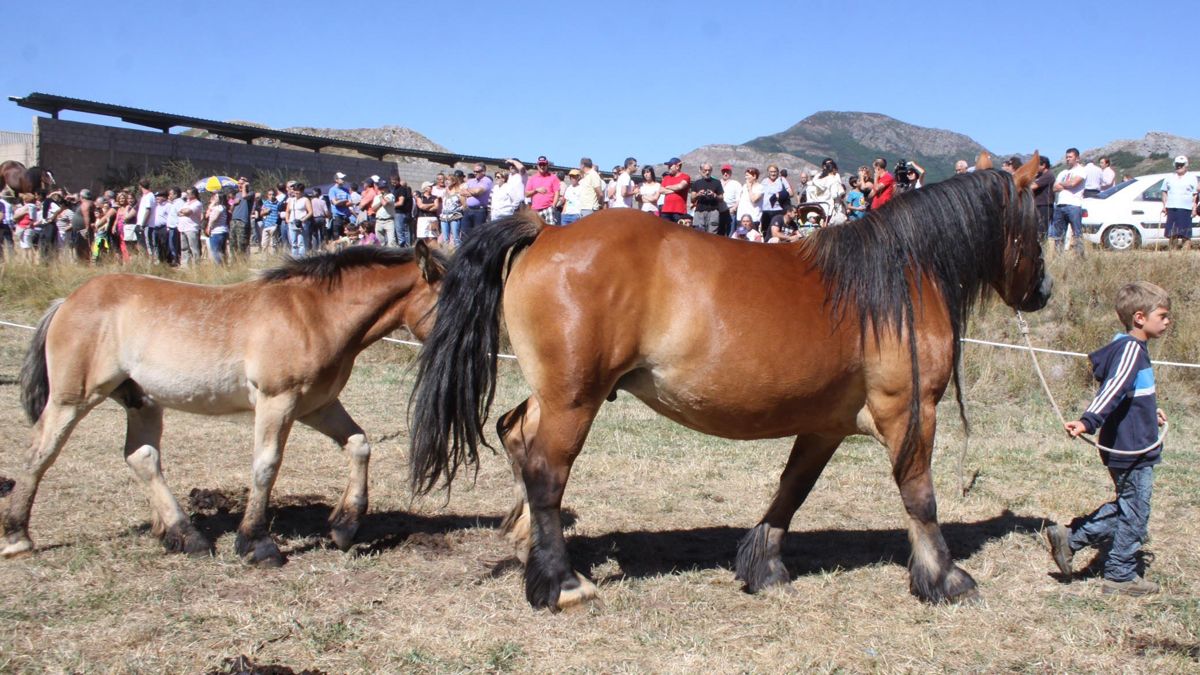 Imagen del concurso de Hispano Bretón del año pasado. |ICAL