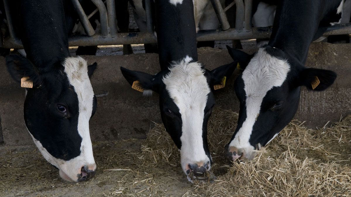 Vacas comiendo en una estabulación de la provincia. | MAURICIO PEÑA
