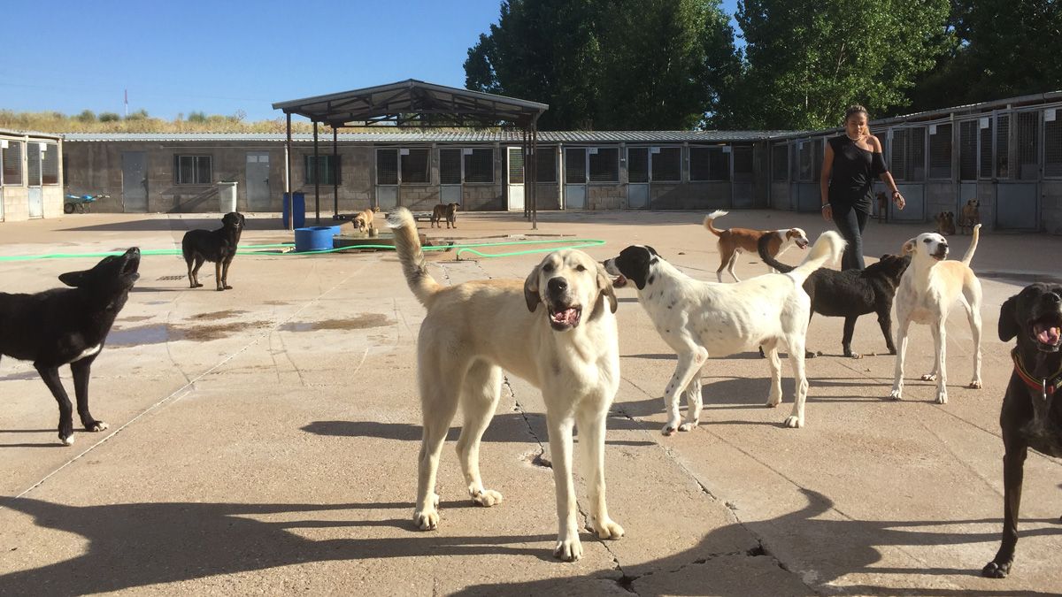 Imagen del patio de la Asociación Protectora de Animales de León. |L.N.C.