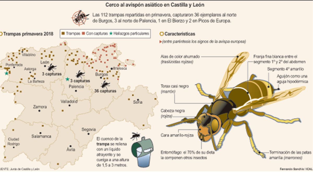 avispa-grafico-18-08-18.jpg