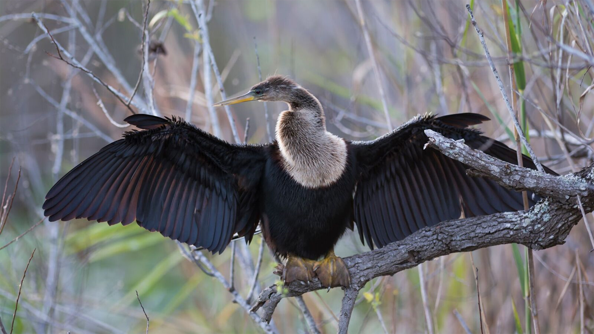 Pato aguja americano. | REPORTAJE GRÁFICO DE JAVIER VALLADARES