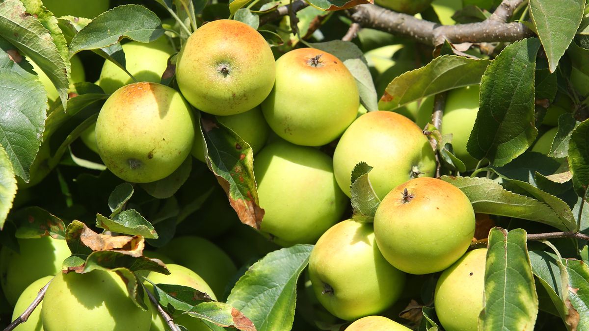 Imagen de manzanas afectadas por el gusano barreno. | ICAL
