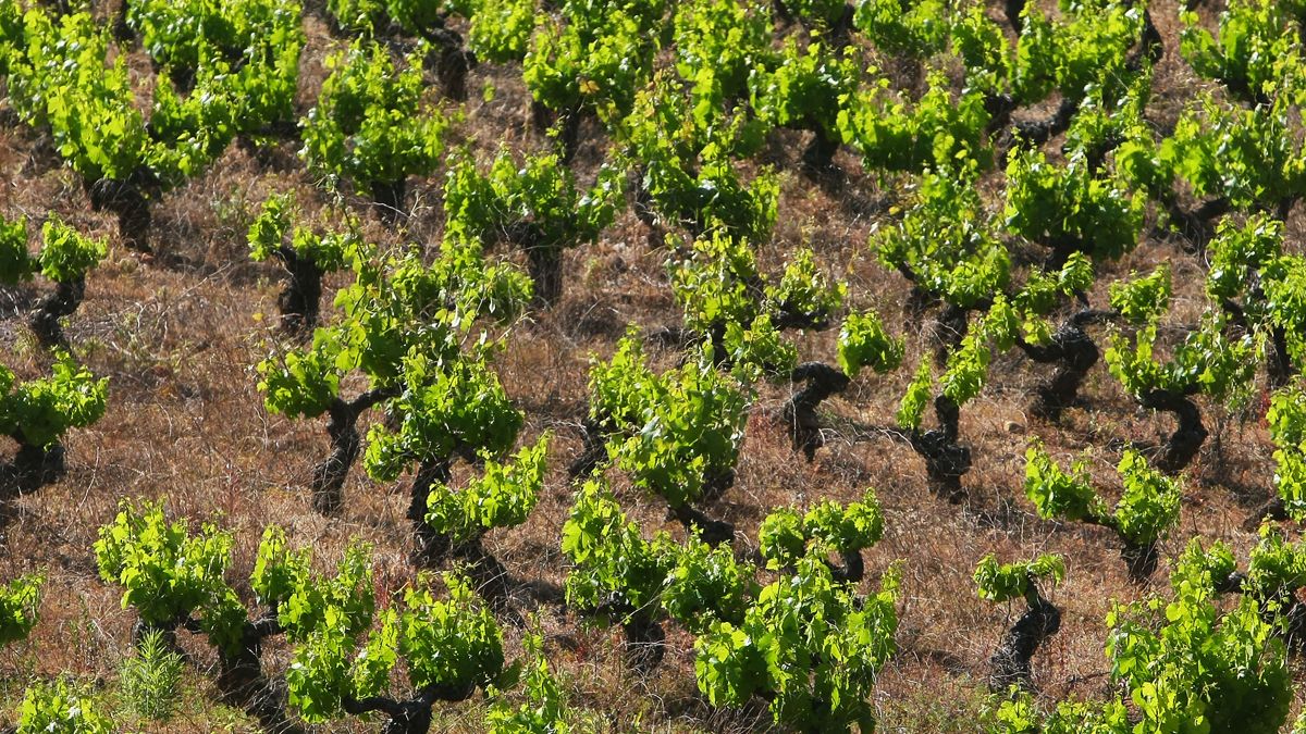 Viñedos en el Bierzo. | Ical