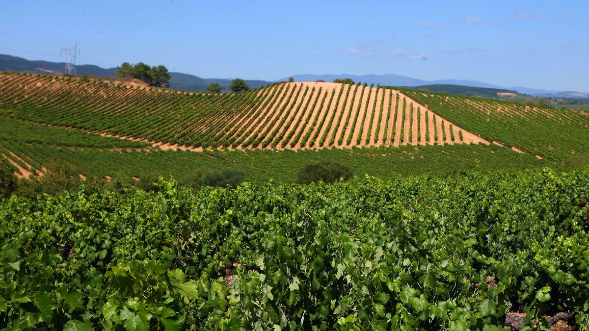 Imagen de unos viñedos pertenecientes a la DO Bierzo. | C.S. (ICAL)