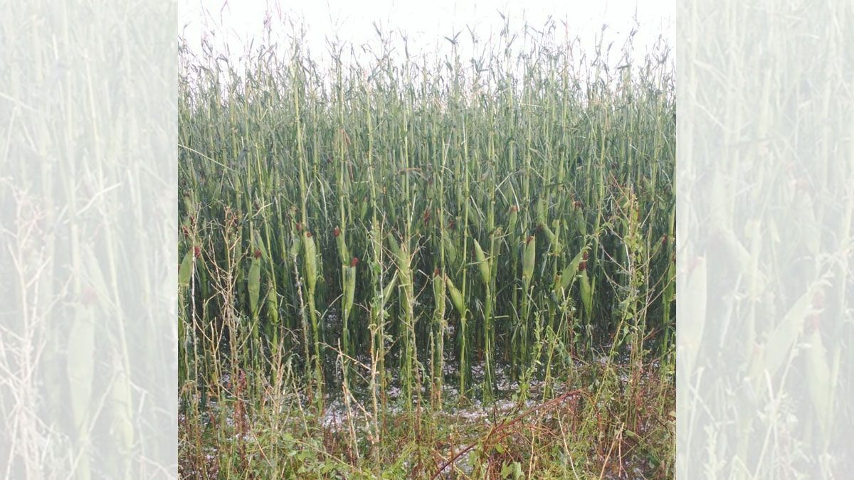 Cultivo de maíz afectado por la tormenta de granizo de este martes en la zona de Mansilla de las Mulas. | L.N.C.