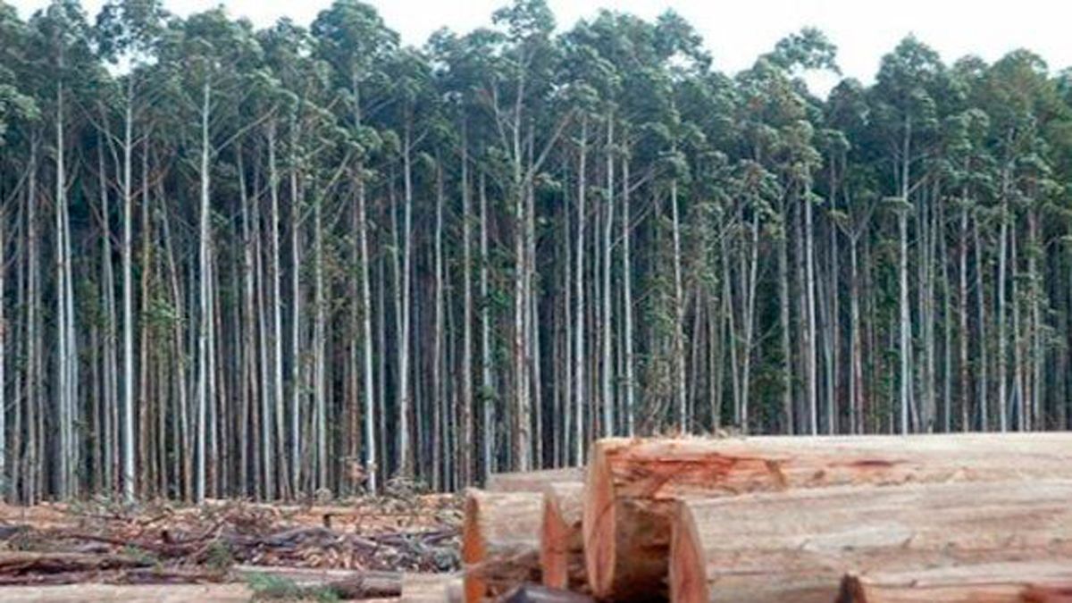 Cabañas Raras ha sido el primer municipio berciano en establecer esta normativa.