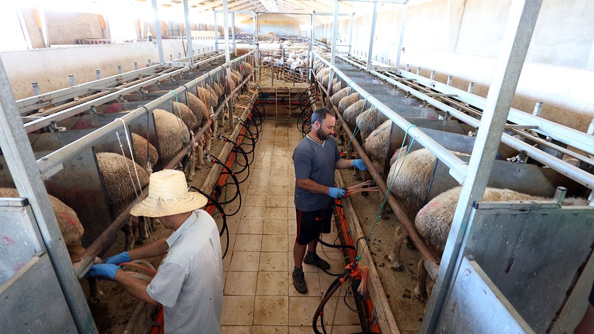 El año pasado aumentó la producción animal en la provincia leonesa. | ICAL