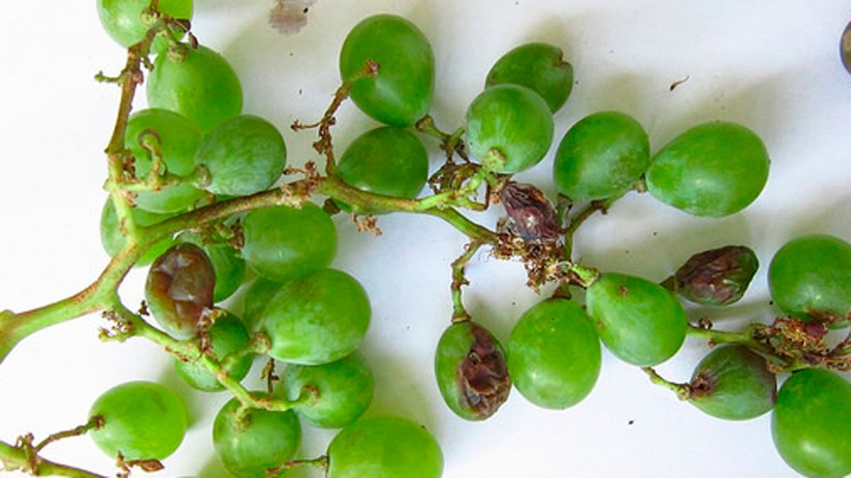 La polilla del racimo puede desencadenar la podredumbre del fruto. La polilla del racimo puede desencadenar la podredumbre del fruto.