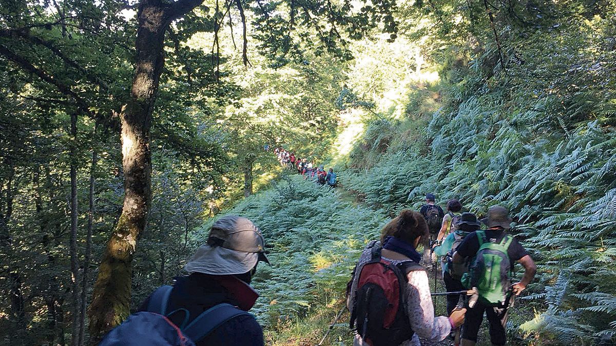 "En Picos se puede decir que hay un bosque para cada persona pues, aún haciendo el mismo recorrido, cada caminante lo percibe de una manera distinta".