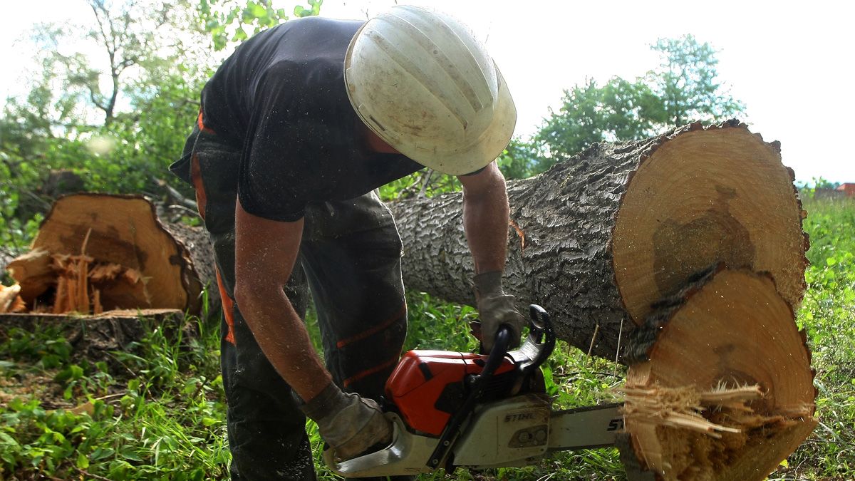 Un operario corta un tronco en la comarca del Bierzo. | CÉSAR SÁNCHEZ (ICAL)