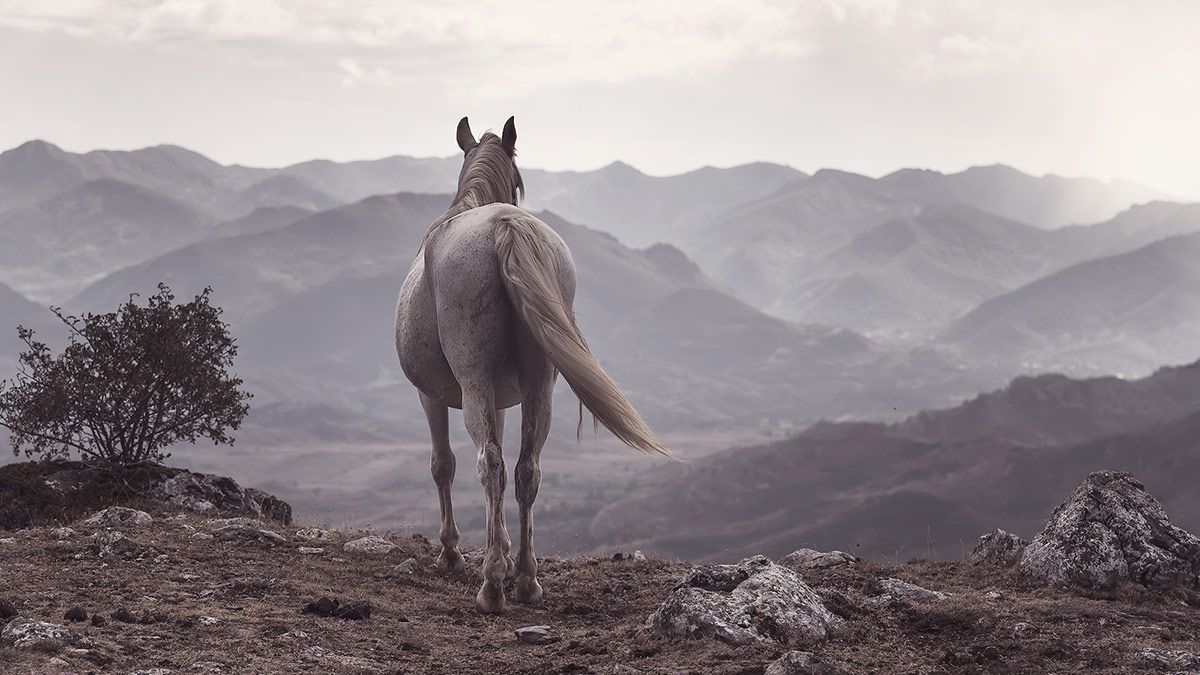 Fotografía con la que el leonés ha conseguido el segundo puesto en el premio nacional 'Salamanca'. | RICHARD LE MANZ Fotografía con la que el leonés ha conseguido el segundo puesto en el premio nacional 'Salamanca'. | RICHARD LE MANZ