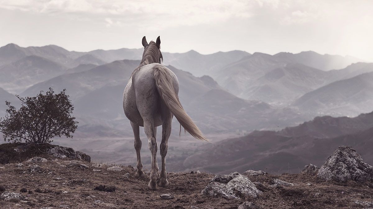 Fotografía con la que el leonés ha conseguido el segundo puesto en el premio nacional 'Salamanca'. | RICHARD LE MANZ