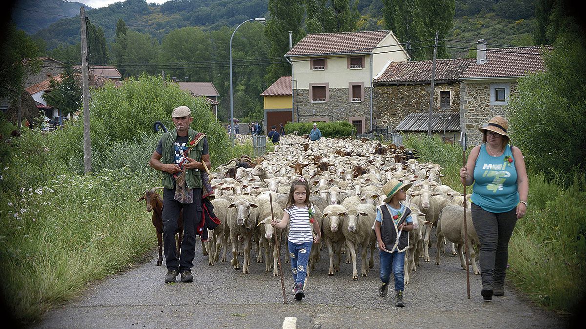 El rebaño llegó a Picos de Europa a finales del pasado mes de junio. | MAURICIO PEÑA