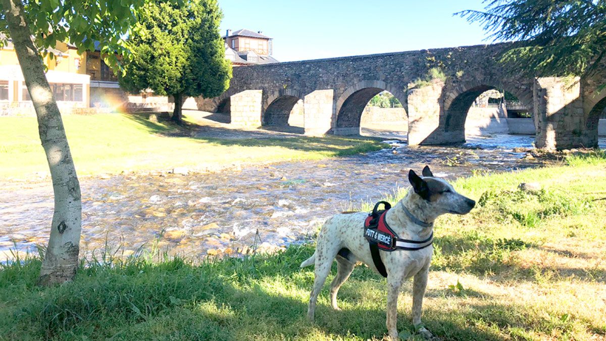 Once localidades por las que discurre el Camino de Santiago tienen alojamientos ‘dog friendly’. | TURISMO CANINO