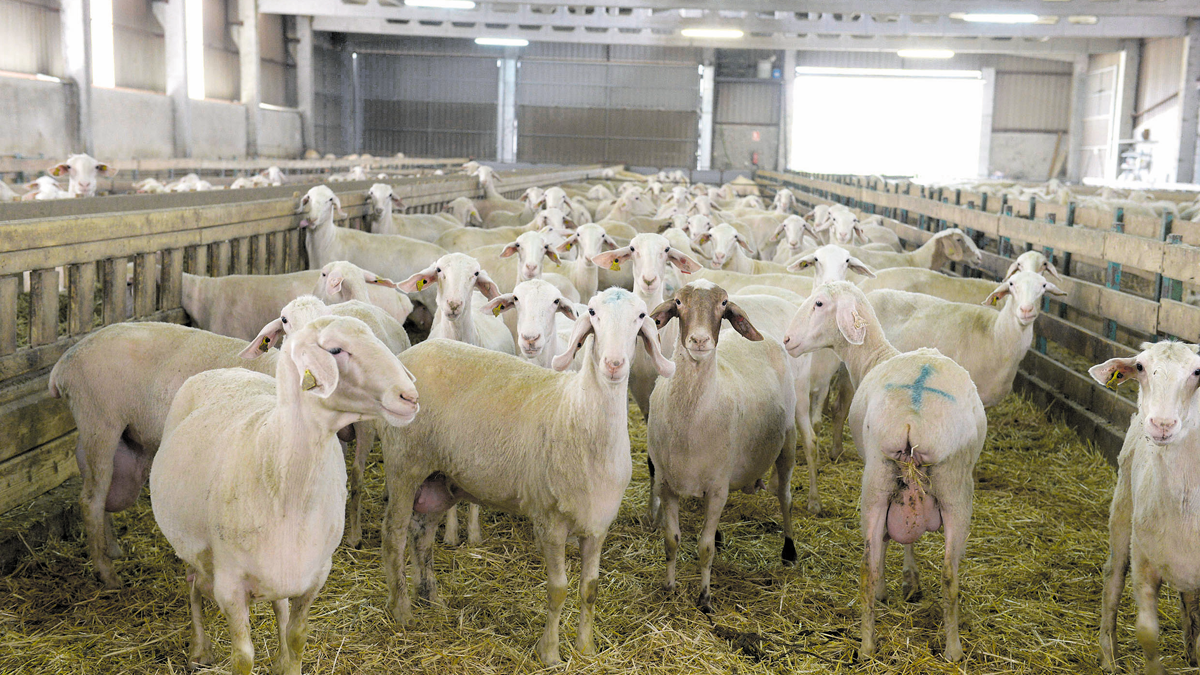 La leche de oveja cotizó a tres céntimos más que en mayo de 2016. | M. PEÑA