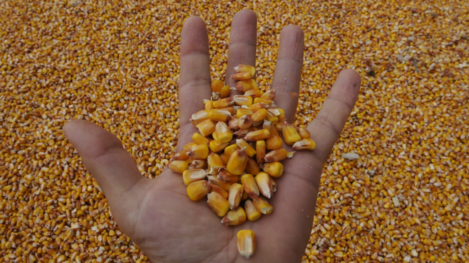 Castilla y León tiene 1.120 cooperativas agroalimentarias. | MAURICIO PEÑA
