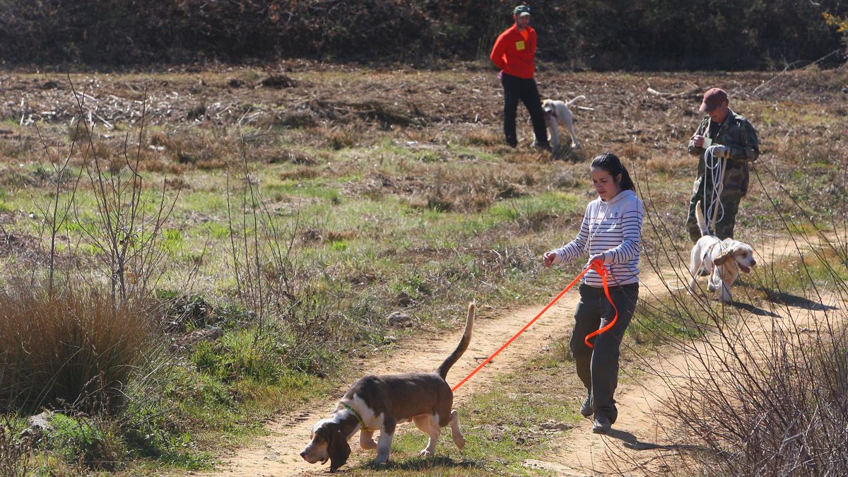 Un perro siguiendo el rastro de un jabalí en una práctica de caza dentro de la Feria de Camponaraya. | ICAL