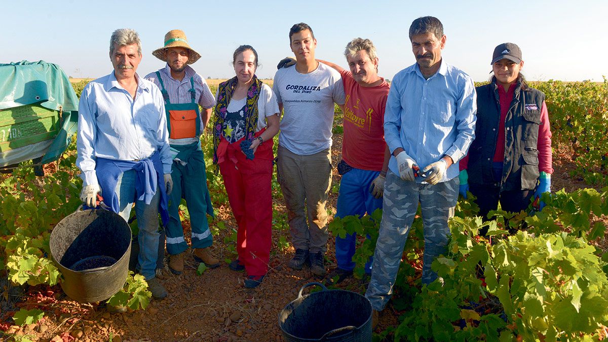 Estos días la Bodega Casis vendimia a mano las viñas que tienen dispuestas en vaso en sus parcelas. | FOTOGRAFÍA DE MAURICIO PEÑA