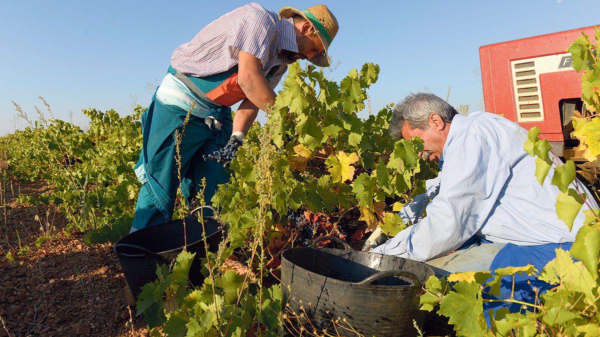 Dos vendimiadores recolectando uva a mano en Gordaliza del Pino. | MAURICIO PEÑA