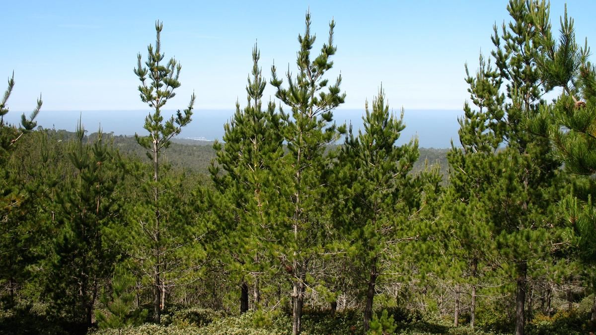 Las masas de pinos se dan sobre todo en la comarca.