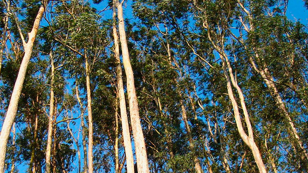 Las plantaciones de eucaliptos hacen peligrar los actuales pinares, que podrían convertirse en bosques de ellos.