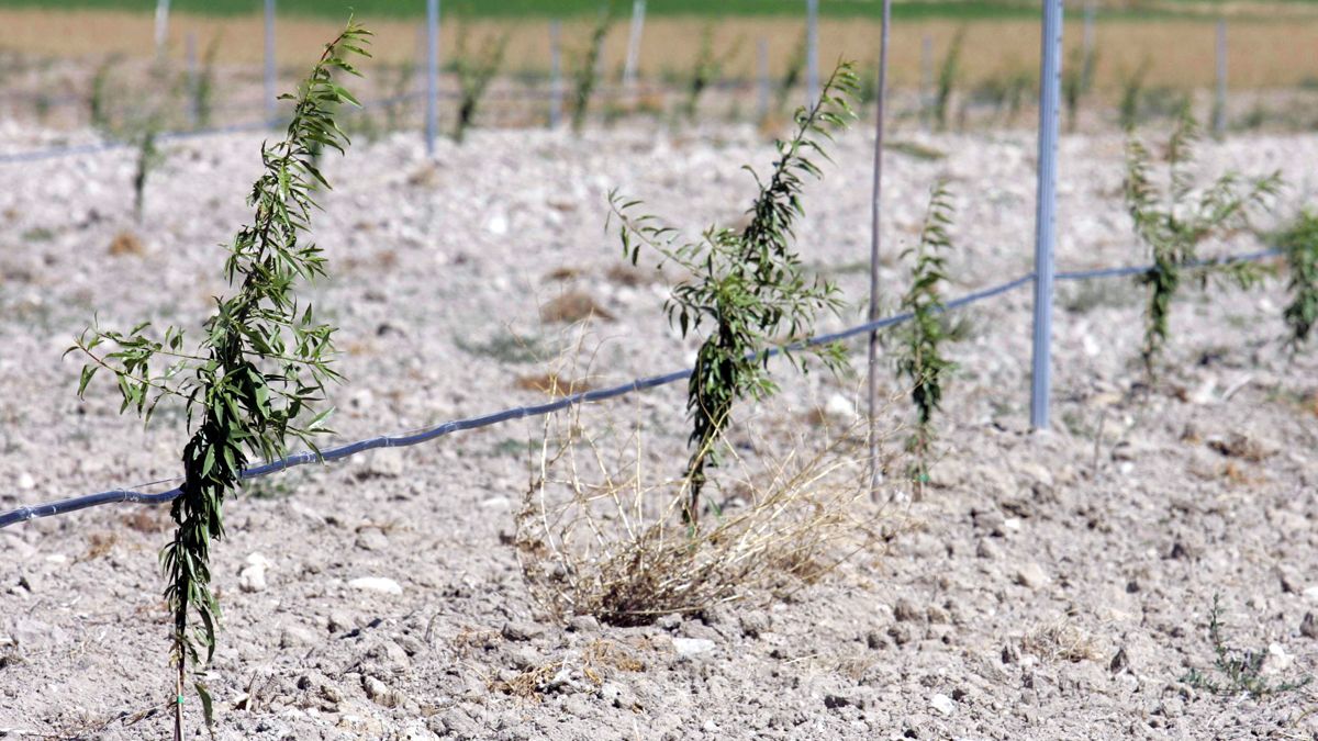 Piden que se retome un proyecto de plantación de 300.000 almendros que no se pudo realizar en Fabero. | ICAL