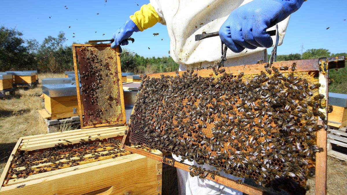 Colmenas. | L.N.C. Colmenas. | L.N.C.