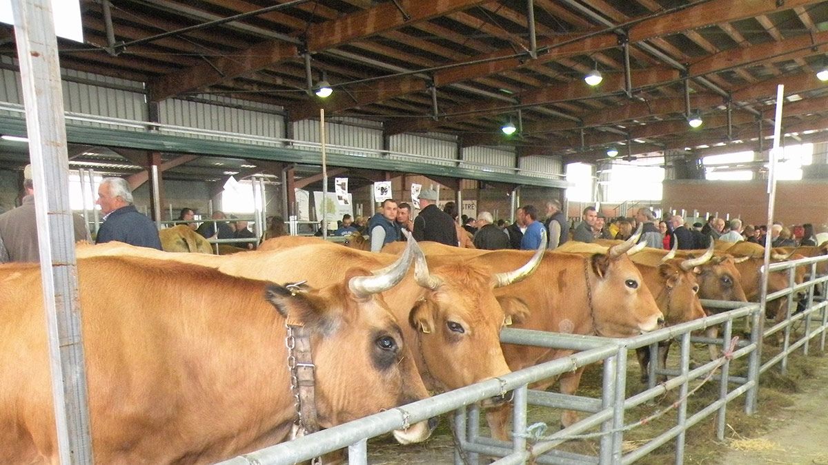 Las exhibiciones ganaderas fueron uno de los ejes de la jornada. | E.NIÑO