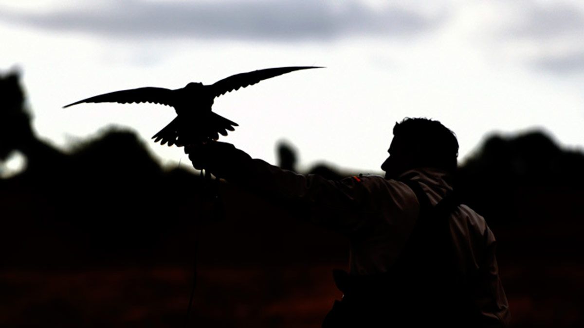 Las competiciones arrancaron este viernes con modalidades como altanería, bajo vuelo, velocidad y pequeñas aves. | SAÚL ARÉN Las competiciones arrancaron este viernes con modalidades como altanería, bajo vuelo, velocidad y pequeñas aves. | SAÚL ARÉN