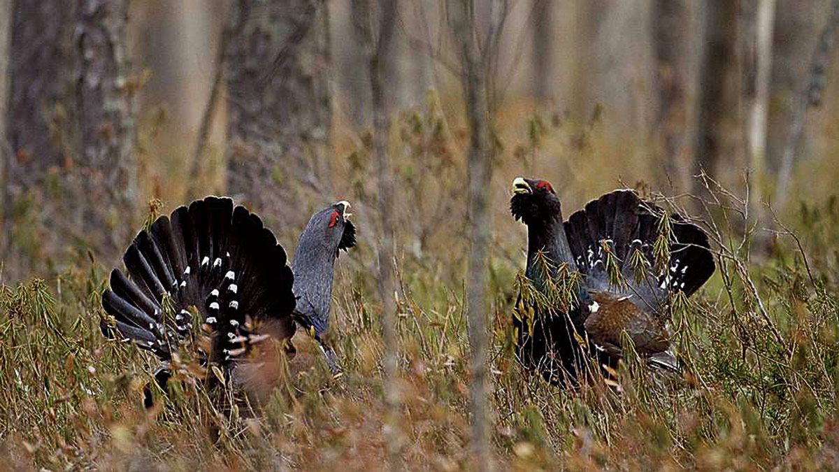 Del urogallo cantábrico, al margen de su belleza, siempre se ha dicho que su presencia en un bosque es sinónimo de buena salud del mismo.