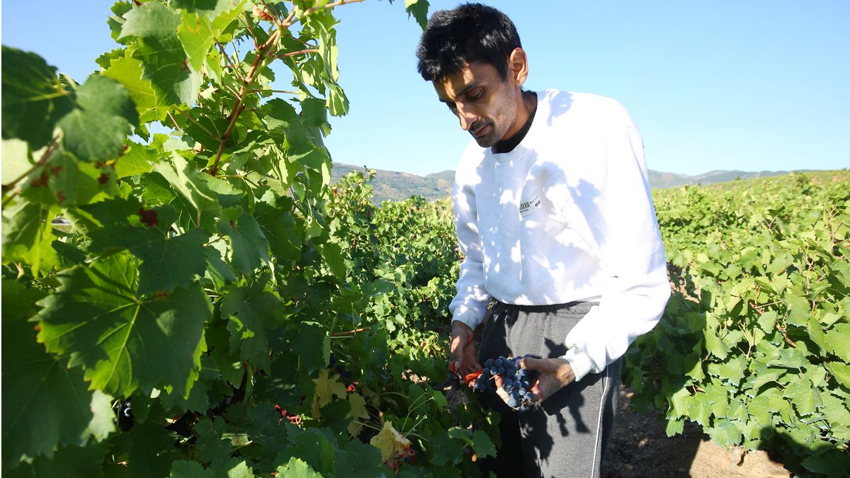 La vendimia dejó un saldo positivo en el Bierzo. | ICAL