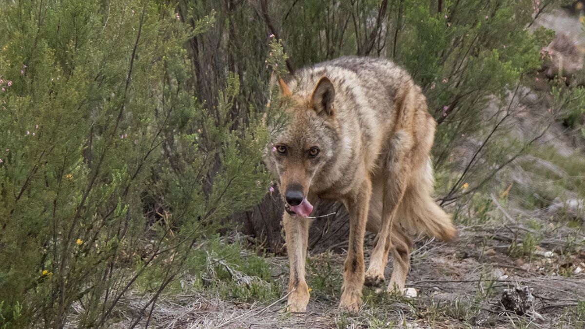 lobo-junta-23-10-18.jpg