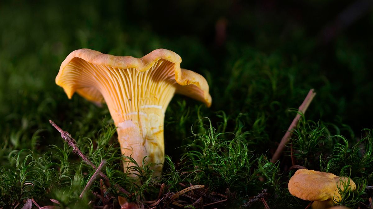 Imagen de una Cantharellus, especie que da nombre a la agrupación micológica berciana. | CANTHARELLUS