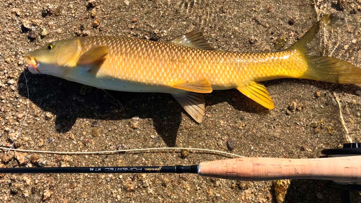 Barbo pescado a mosca en superficie. | R.P.N. Barbo pescado a mosca en superficie. | R.P.N.